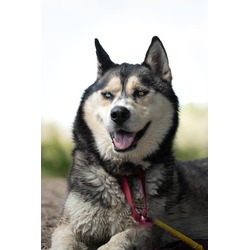 Photo of NIKO