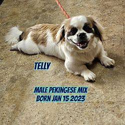Photo of Telly