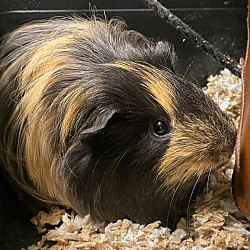 Photo of Pig Newton