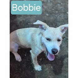 Thumbnail photo of Bobbi #2