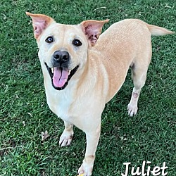 Thumbnail photo of Juliet #2