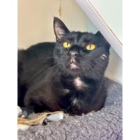 adopt-pet