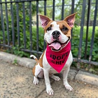 adopt a pet
