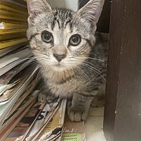 adopt a pet