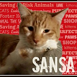 Thumbnail photo of Sansa #2