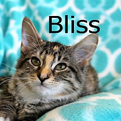 Thumbnail photo of Bliss #1