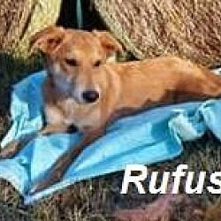 Thumbnail photo of rufus in CT #2