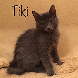 Photo of Tiki