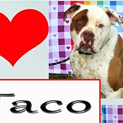 Thumbnail photo of Taco #4