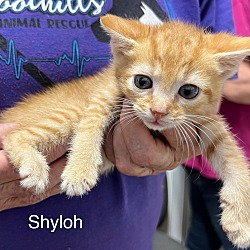 Photo of Shyloh