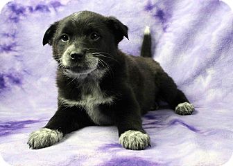 blue heeler akita mix