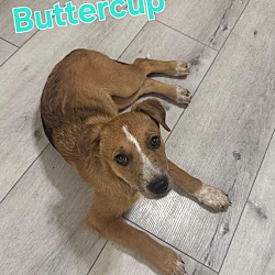 Thumbnail photo of Buttercup #1