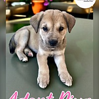 adopt a pet