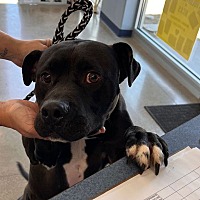 adopt a pet