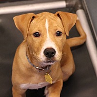 adopt a pet