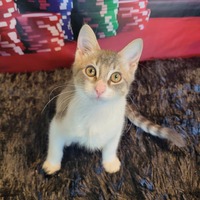 adopt-pet