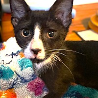 adopt a pet