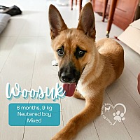 adopt a pet
