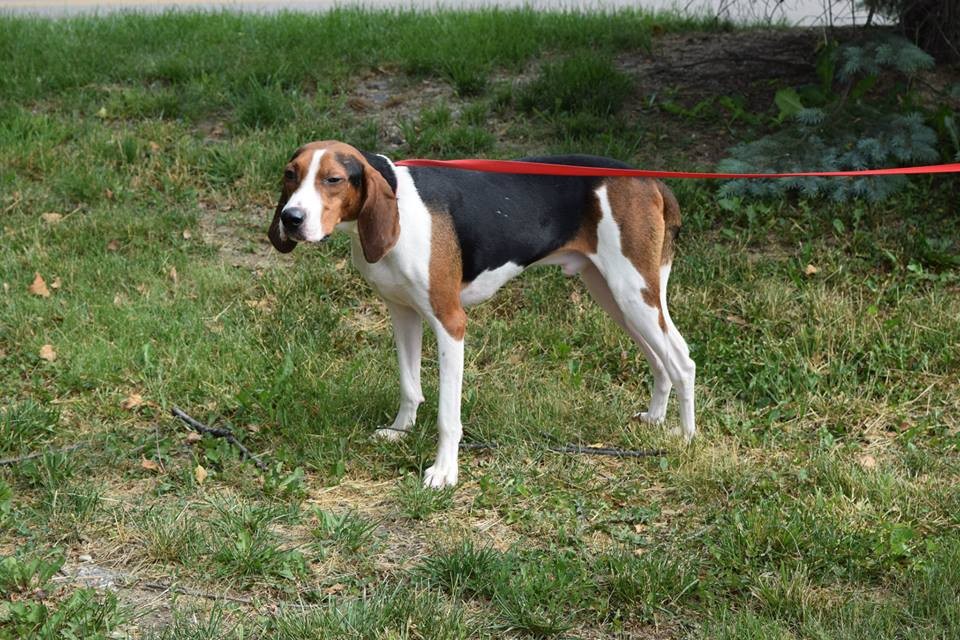 blanket back walker coonhound