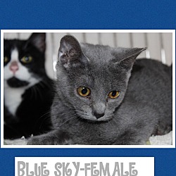 Thumbnail photo of Blue Sky (POM-KS) #1