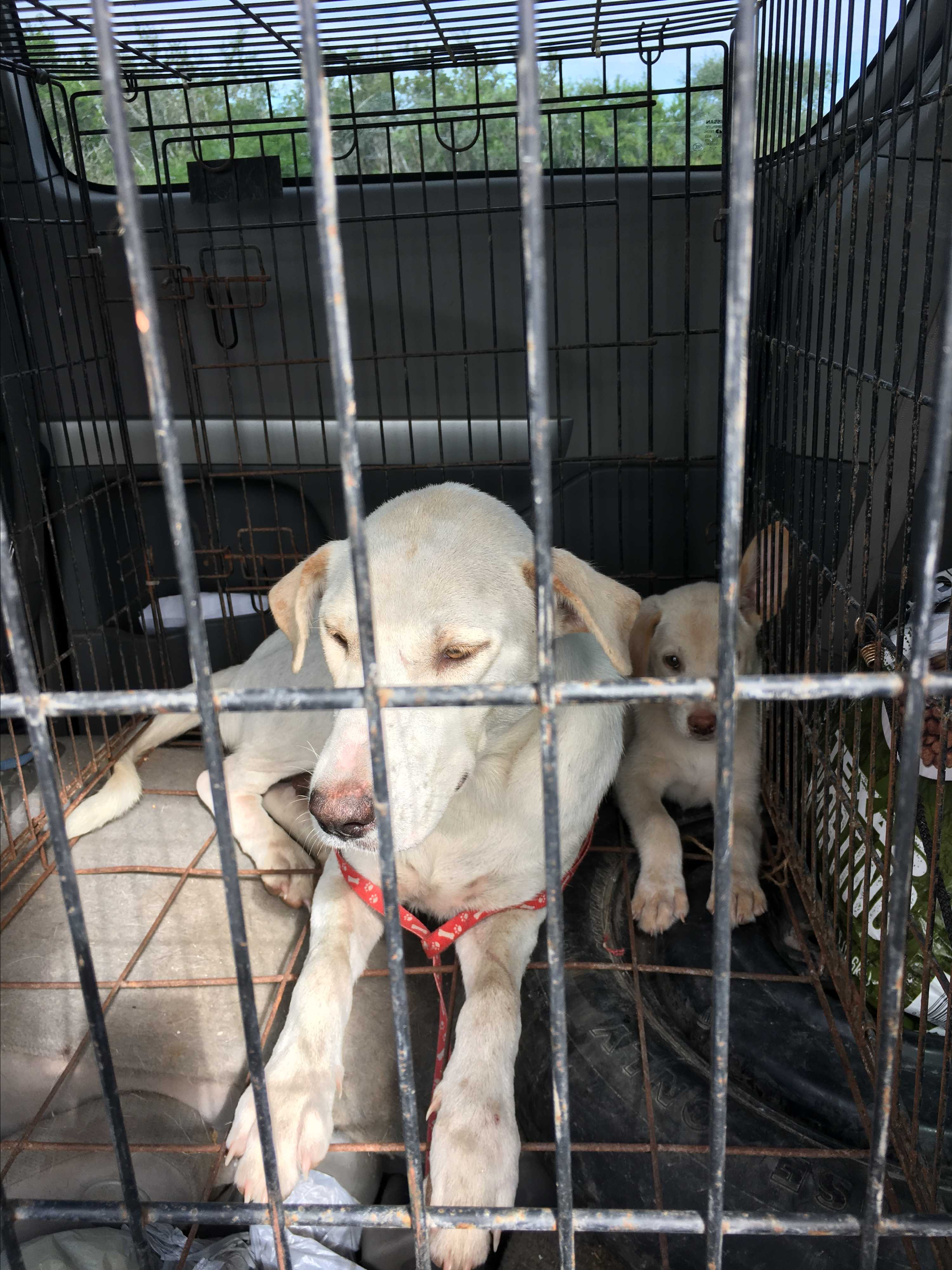 Beeville Tx Labrador Retriever Meet Sarah A Pet For Adoption