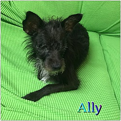 Thumbnail photo of Ally #1