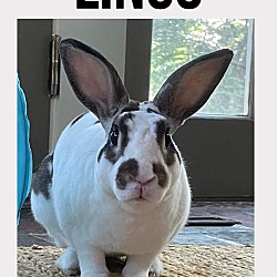 Thumbnail photo of Linus #2