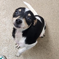 Photo of Rex