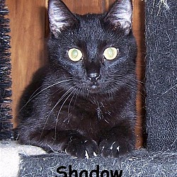 Photo of Shadow