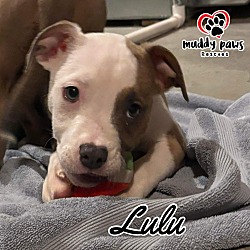 Photo of The Survivors Litter: Lulu