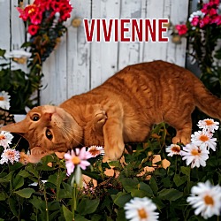 Thumbnail photo of Vivienne (Westwood) #1