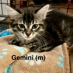 Photo of Gemini