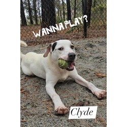 Thumbnail photo of Clyde #2