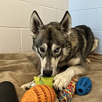 adopt a pet