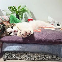 adopt a pet