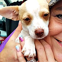 Boulder, CO - Pet Adoption. Brighter Days Dog Rescue has dogs ...