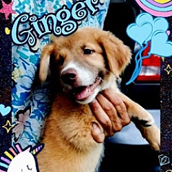 Photo of Ginger-adoption pending