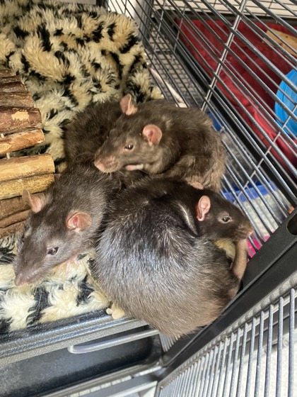 Photo of Beautiful Female Fancy Rats!