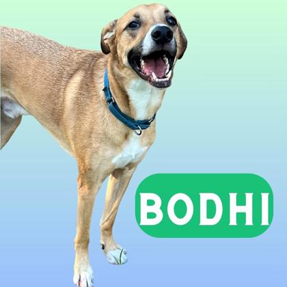 Thumbnail photo of Bodhi #1