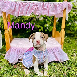 Thumbnail photo of Mandy #1