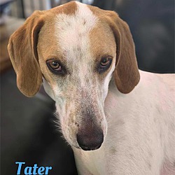 Photo of TATER TOT