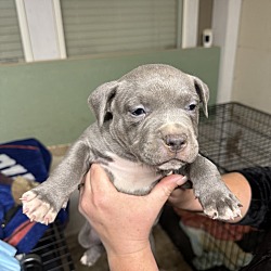 Photo of Blue pit puppies