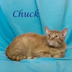 Photo of Chuck C24-164