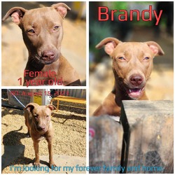 Thumbnail photo of Brandy #1