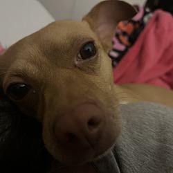 Thumbnail photo of Canela #1