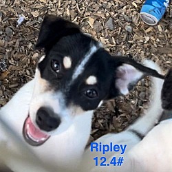 Thumbnail photo of Ripley #2