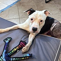 adopt a pet
