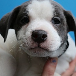 Thumbnail photo of Wilbur-Adopted! #4