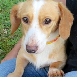 Thumbnail photo of Tanner~adopted! #4