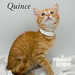 Thumbnail photo of Quince #4